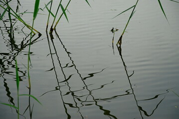 reed in the water