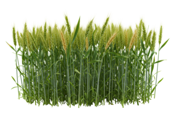 Vibrant green wheat plants with delicate golden heads, densely clustered on a transparent background with abundant copy space. Concept of natural agricultural growth