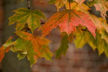 Red and yellow maple leaves on a branch, selective focus