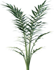 plant, leaf, isolated, rosemary, herb, nature, branch, tree, white, food, leaves, fresh, spice, herbal, ingredient, vector, twig, tropical, grass, dill, summer, bamboo, botany, palm, bush
