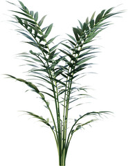 Obraz premium plant, leaf, isolated, rosemary, herb, nature, branch, tree, white, food, leaves, fresh, spice, herbal, ingredient, vector, twig, tropical, grass, dill, summer, bamboo, botany, palm, bush
