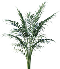 plant, leaf, isolated, rosemary, herb, nature, branch, tree, white, food, leaves, fresh, spice, herbal, ingredient, vector, twig, tropical, grass, dill, summer, bamboo, botany, palm, bush