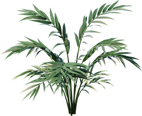 plant, leaf, isolated, rosemary, herb, nature, branch, tree, white, food, leaves, fresh, spice, herbal, ingredient, vector, twig, tropical, grass, dill, summer, bamboo, botany, palm, bush