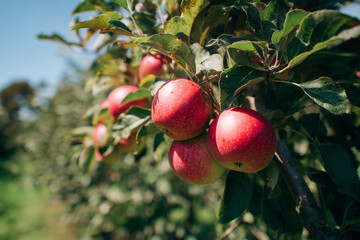 Close-up of ripe red apples hanging on a leafy branch in a sunlit orchard, showcasing fresh fruit textures, natural colors, glossy skin and a warm seasonal harvest atmosphere.