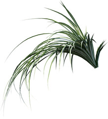 isolated, plant, leaf, green, nature, white, bamboo, tree, branch, grass, leaves, herb, rosemary, flower, flora, vector, fresh, growth, white background, stem, foliage, summer, tropical, beauty, flora