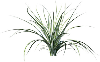 isolated, plant, leaf, green, nature, white, bamboo, tree, branch, grass, leaves, herb, rosemary, flower, flora, vector, fresh, growth, white background, stem, foliage, summer, tropical, beauty, flora