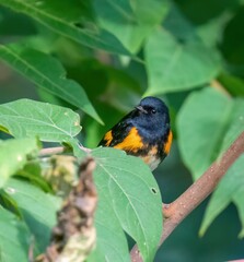 American Redstart