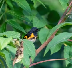 American Redstart (Male)