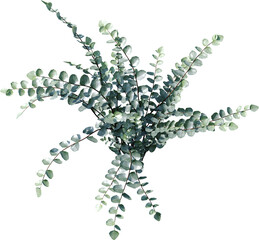 plant, tree, nature, leaf, isolated, flower, branch, white, herb, spring, grass, vector, flora, leaves, summer, botany, white background, dill, stem, floral, garden