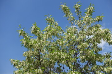 Azure blue sky and branches of blossoming black locust tree in May