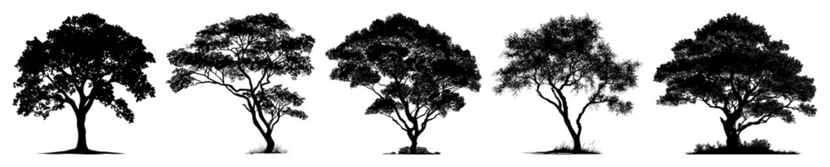 Fototapeta premium Silhouettes of diverse tree shapes