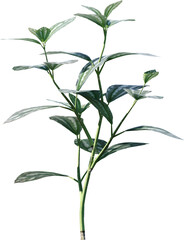 leaf, plant, herb, nature, basil, leaves, isolated, mint, food, fresh, tree, branch, spice, ingredient, white, aromatic, peppermint, foliage, herbal, garden, closeup, green, natural, freshness