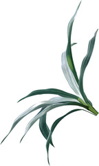 leaf, plant, nature, flower, leaves, isolated, branch, tree, vector, spring, flora, olive, macro, illustration, summer, floral, botany, closeup, herbal, green, decoration, herb, close-up, garden,