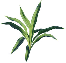 leaf, plant, nature, flower, leaves, isolated, branch, tree, vector, spring, flora, olive, macro, illustration, summer, floral, botany, closeup, herbal, green, decoration, herb, close-up, garden,