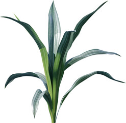 leaf, plant, nature, flower, leaves, isolated, branch, tree, vector, spring, flora, olive, macro, illustration, summer, floral, botany, closeup, herbal, green, decoration, herb, close-up, garden,