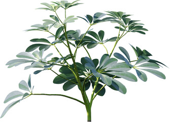 leaf, plant, nature, isolated, tree, branch, leaves, flower, white, herb, foliage, fresh, sage, food, flora, spring, stem, green, natural, olive, garden, summer, growth, vector, twig