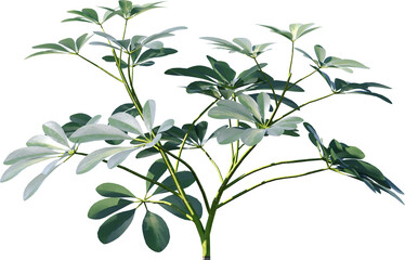 leaf, plant, nature, isolated, tree, branch, leaves, flower, white, herb, foliage, fresh, sage, food, flora, spring, stem, green, natural, olive, garden, summer, growth, vector, twig