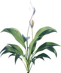 flower, nature, plant, vector, floral, leaf, illustration, lily, pattern, spring, art, design, flowers, decoration, summer, blossom, beauty, branch, ornament, flora, color, wallpaper, bouquet, garden,