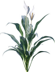 flower, nature, plant, vector, floral, leaf, illustration, lily, pattern, spring, art, design, flowers, decoration, summer, blossom, beauty, branch, ornament, flora, color, wallpaper, bouquet, garden,