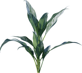 flower, nature, plant, vector, floral, leaf, illustration, lily, pattern, spring, art, design, flowers, decoration, summer, blossom, beauty, branch, ornament, flora, color, wallpaper, bouquet, garden,