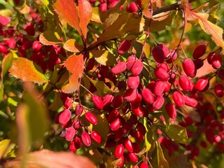 Red clusters of barberry berries on a bush
