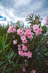 pink oleander tree