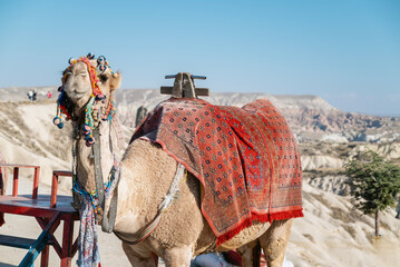 Camel in Cappadocia, Turkey
