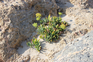 wild plants at the elafonissi beach in crete in greece