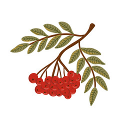 red ripe berry forest Rowan Tree Branch. Autumn Plant Fall isolated for print label invitation card