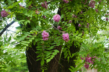 Robinia viscosa with pink flowers in June