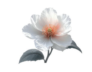 Detailed close-up of a single, luminous, white flower with delicate, ruffled petals, a soft peach center, and gray-toned leaves