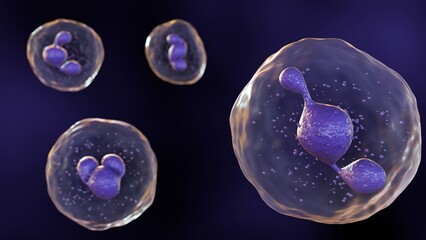 3D illustration model of a neutrophil , the most abundant type of white blood cell and a key player in the innate immune response