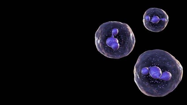 3D illustration model of a neutrophil , the most abundant type of white blood cell and a key player in the innate&nbsp;immune&nbsp;response