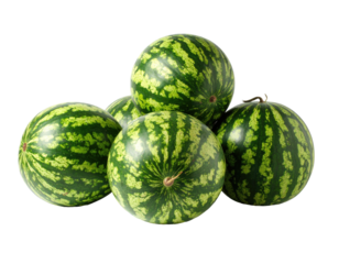 Cluster of five small, round watermelons.  Green rind with distinctive dark green stripes