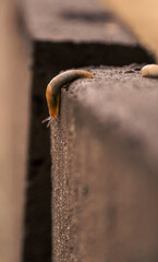 Photo of a snail crawling 