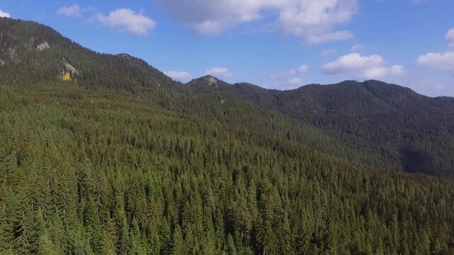 Aerial view of vast, dense forest blanketing rolling hills under a blue sky with scattered clouds, a tapestry of green hues, Chepelare, Smoljan, Bulgaria.