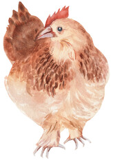 Watercolor illustration of a colorful red-brown chicken, representing farm-fresh produce. Perfect for farm scenes, markets, children’s books, and pastoral artwork.