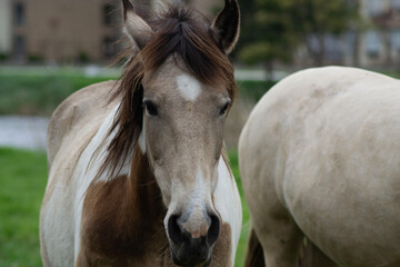 Horse on a Farm
