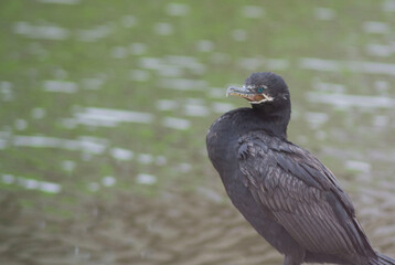 Cormorant on Lagoon Waters