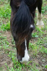 Horse on a Farm