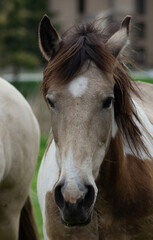 Horse on a Farm