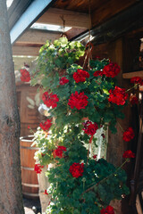 Summer red flowers, Pelargonie