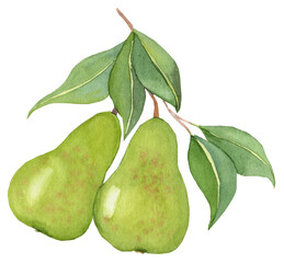 Watercolor illustration of two ripe pears on a branch with green leaves. Ideal for prints, greeting cards, kitchen decor, recipe books, and seasonal design projects.