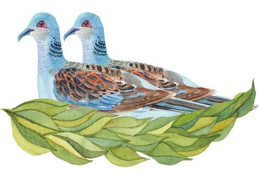 Watercolor illustration of two turtle doves, inspired by The Twelfth Day of Christmas. Festive, charming, and traditional holiday artwork.