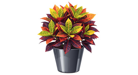 Vibrant croton plant in a sleek silver pot © MashrifAlam