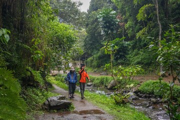 Obraz premium Adventures Hikers Explore Lush Tropical Jungle Trail beside a flowing stream