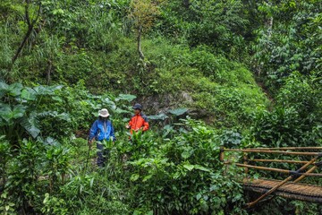 Adventurous Hikers Exploring Lush Green Forest Trails