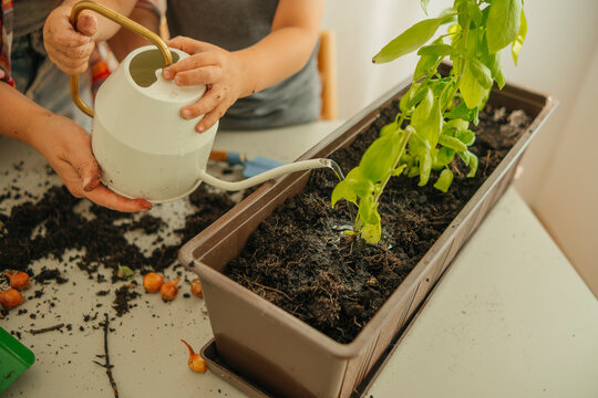 Hands of mother and son watering basil plant in crate