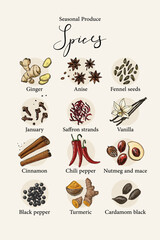 Vector poster with colorful hand drawn illustrations of seasonal spices: ginger, anise, fennel seeds, cloves, saffron strands, vanilla, cinnamon, chili pepper, nutmeg and mace, black pepper, turmeric