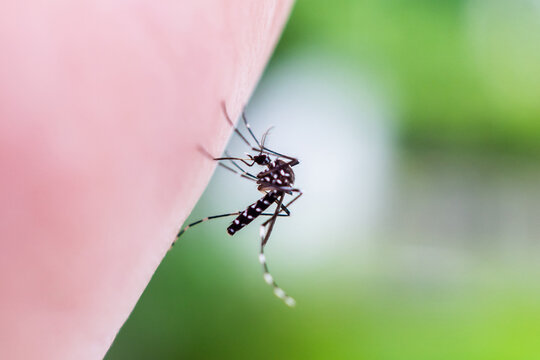 Aedes aegypti mosquitoes on human hand